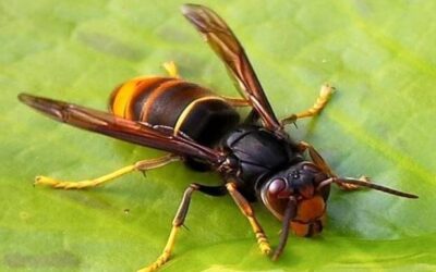 Reconnaître un nid de frelons asiatiques avant qu’il devienne dangereux