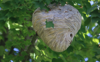 Nid de guêpes dans le jardin : les gestes à éviter avant intervention