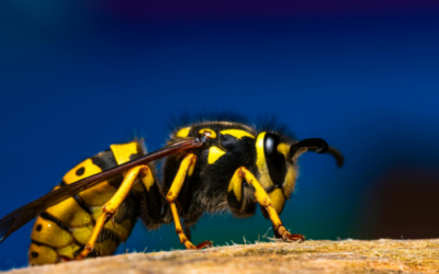 Sécuriser son jardin contre les guêpes en été